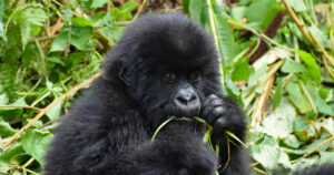 Bwindi Impenetrable National Park gorilla
