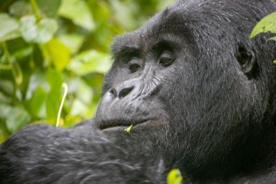 africa gorilla tours, uganda, rwanda and congo