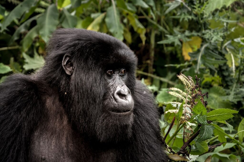 uganda gorilla trekking from rwanda or kisoro