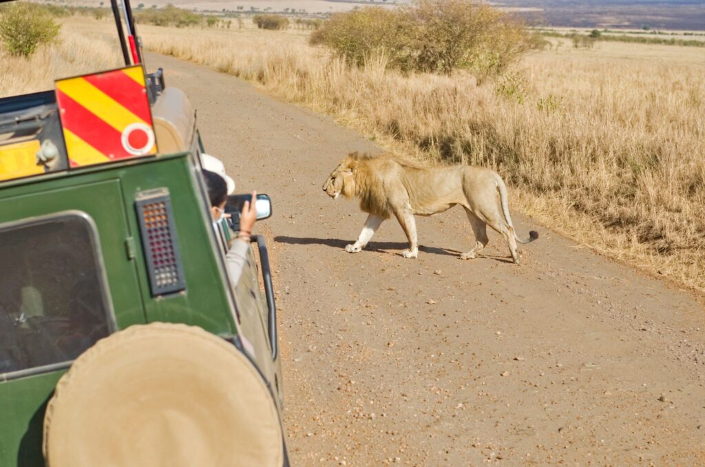 game drive serengeti national park