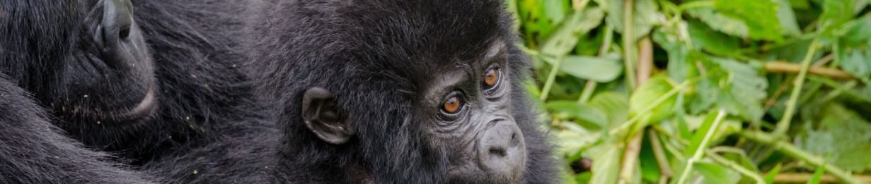 Gorilla trekking in Bwindi, Uganda; lush forest, majestic wildlife encounter.