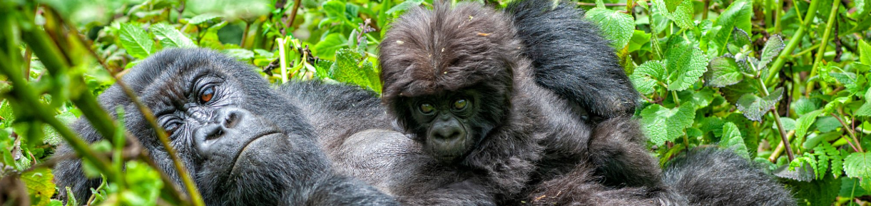 Congo gorilla safari tour in lush Kahuzi Biega National Park