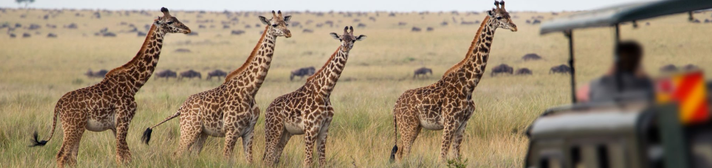 Kenyan wildlife roaming freely in Masai Mara Game Reserve