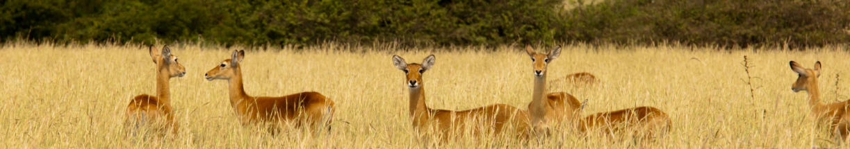 Impalas grazing peacefully by Lake Mburo, Uganda, serene wildlife scene