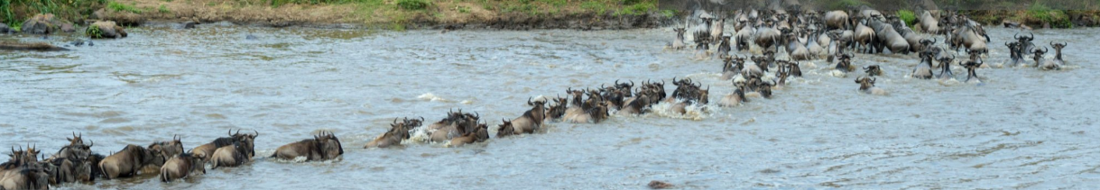 Wildebeest migration across Serengeti National Park, Tanzania, expansive view.